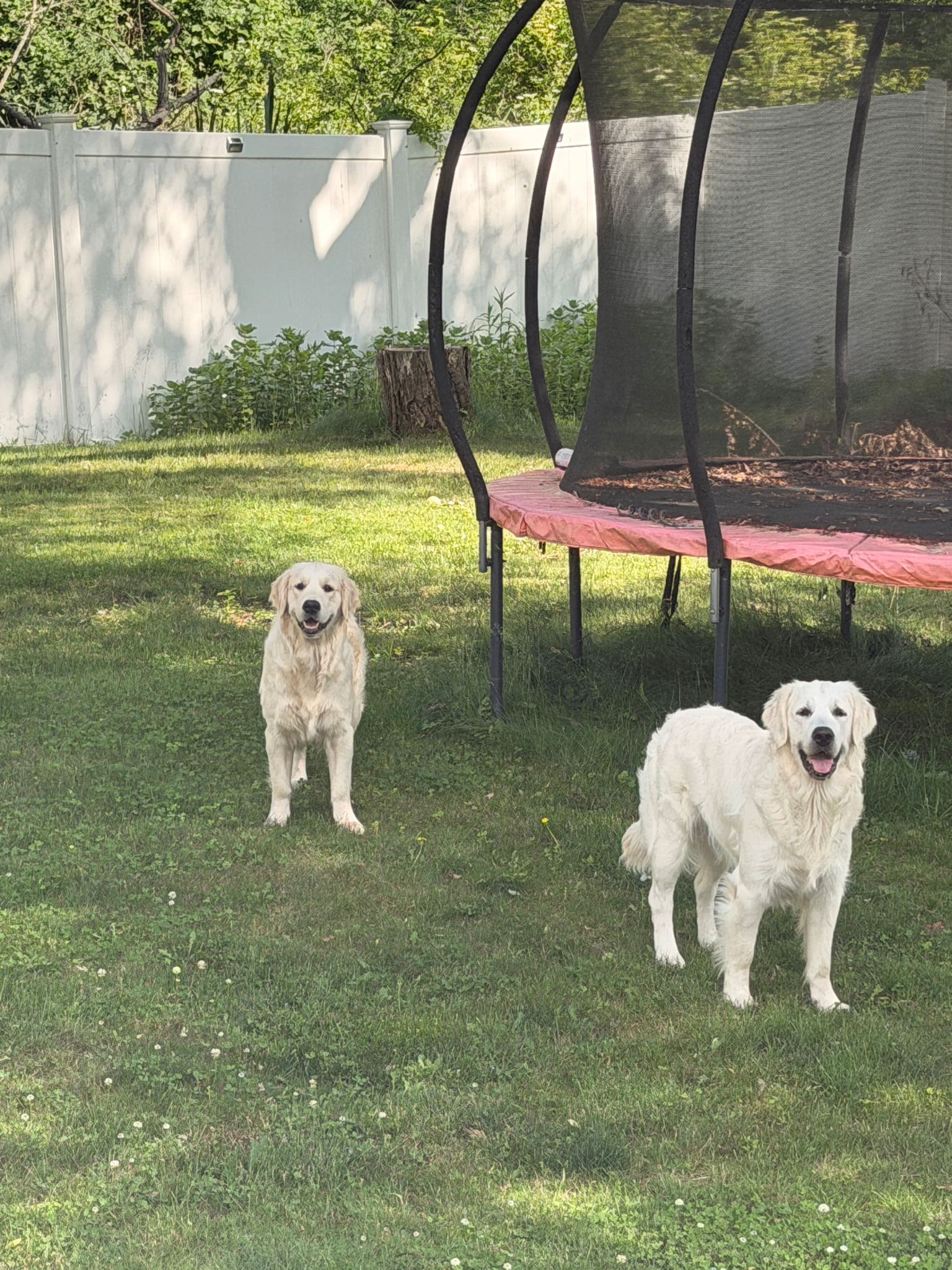 Mars and Mollie, AKC Golden Retrievers