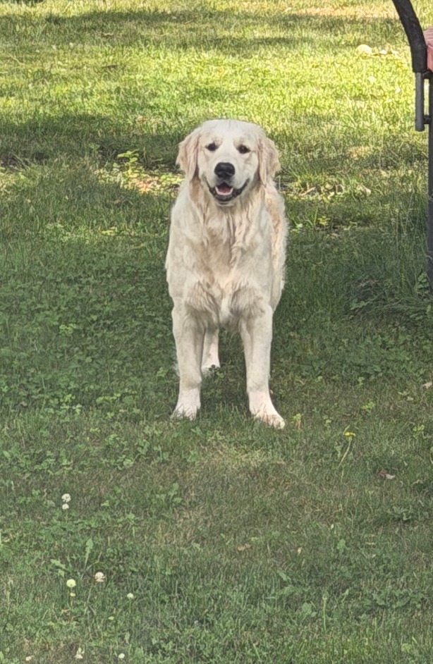 Mollie Bear III